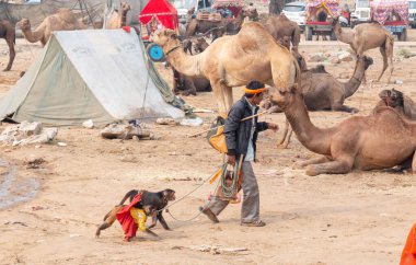 PUSHKAR, RAJASTHAN / INDIA - Kasım 2019: Hintli adam, panayır alanında maymun dansı gösterisi için turistleri cezbediyor