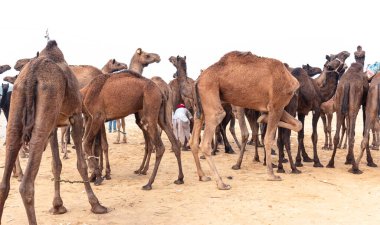 PUSHKAR, RAJASTHAN / INDIA - NOVEMBER 2019: Deve tüccarı / Hintli adamın etnik rajasthani elbisesi ve renkli sarıklı (Pagdi) deve panayırında develeri olan portresi