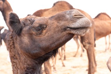 PUSHKAR, RAJASTHAN / Hindistan - Kasım 2019 : 