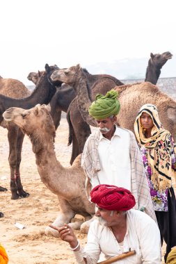 PUSHKAR, RAJASTHAN / INDIA - NOVEMBER 2019: Deve tüccarı / Hintli adamın etnik rajasthani elbisesi ve renkli sarıklı (Pagdi) deve panayırında develeri olan portresi