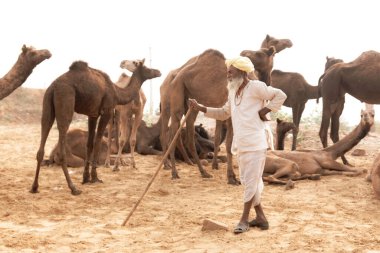 PUSHKAR, RAJASTHAN / INDIA - NOVEMBER 2019: Deve tüccarı / Hintli adamın etnik rajasthani elbisesi ve renkli sarıklı (Pagdi) deve panayırında develeri olan portresi