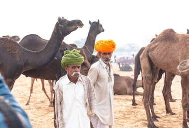 PUSHKAR, RAJASTHAN / INDIA - NOVEMBER 2019: Deve tüccarı / Hintli adamın etnik rajasthani elbisesi ve renkli sarıklı (Pagdi) deve panayırında develeri olan portresi
