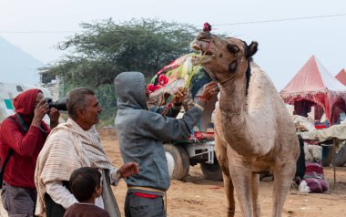 PUSHKAR, RAJASTHAN / INDIA - NOVEMBER 2019: Pushkar Deve Fuarında Rajastahni insan ve develerin portresi