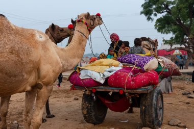 PUSHKAR, RAJASTHAN / INDIA - Kasım 2019: İtme Fuarında develi genç Hintli çocuk