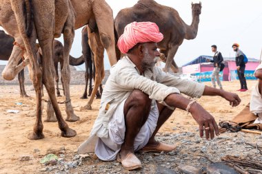 PUSHKAR, RAJASTHAN / INDIA - NOVEMBER 2019: Deve tüccarı / Hintli adamın etnik rajasthani elbisesi ve renkli sarıklı (Pagdi) deve panayırında develeri olan portresi