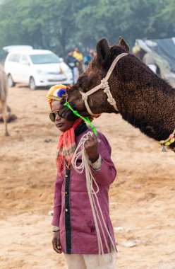 PUSHKAR, RAJASTHAN / INDIA - NOVEMBER 2019: Deve tüccarı / Hintli adamın etnik rajasthani elbisesi ve renkli sarıklı (Pagdi) deve panayırında develeri olan portresi