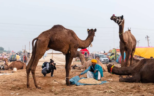 Pushkar Rajasthan India Novembre 2019 Ritratto Commerciante Cammelli Uomo Indiano — Foto Stock