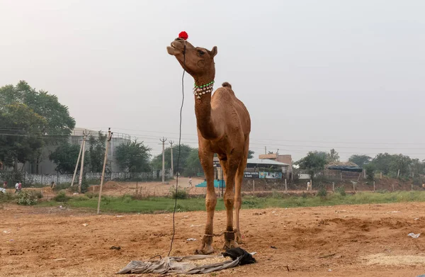 Pushkar Rajastão Índia Novembro 2019 — Fotografia de Stock