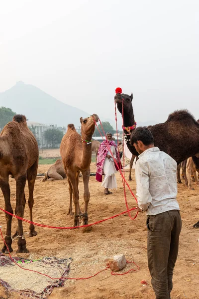 Indian Men Camels Pushkar Camel Fair Pushkar Mela Rajasthan India — Stock Photo, Image