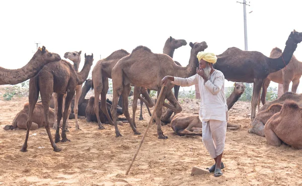 Pushkar Rajasthan India November 2019 Portret Van Kameel Handelaar Indiaanse — Stockfoto