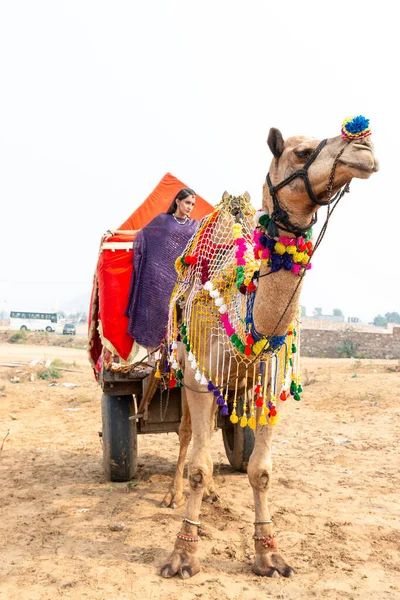 Pushkar Rajasthan India Kasım 2019 Pushkar Deve Fuarı Nda Develi — Stok fotoğraf