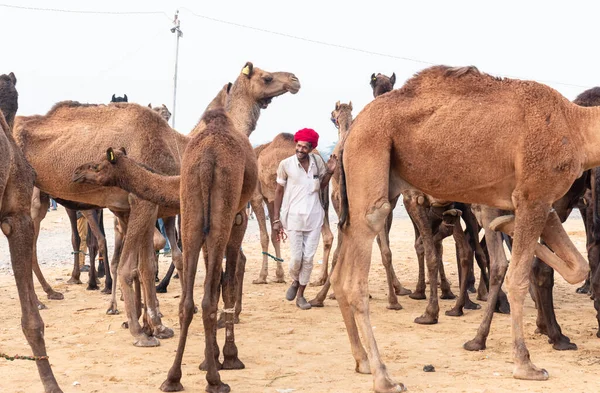 Pushkar Rajasthan India Novembre 2019 Ritratto Commerciante Cammelli Uomo Indiano — Foto Stock