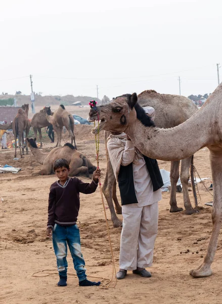 Pushkar Rajasthan Indien November 2019 Indischer Junge Mit Kamel Auf — Stockfoto