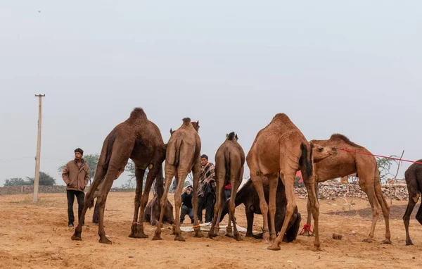 Camellos Pushkar Fair Ground — Foto de Stock