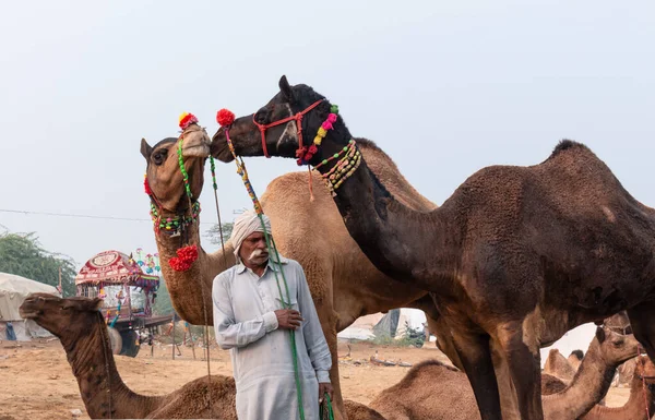 Pushkar Rajasthan Índia Novembro 2019 Retrato Comerciante Camelos Índio Com — Fotografia de Stock