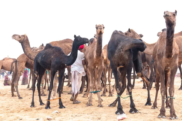 Pushkar Rajasthan Índia Novembro 2019 Retrato Comerciante Camelos Índio Com — Fotografia de Stock