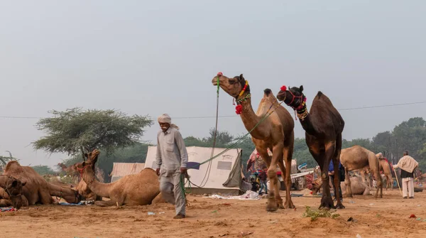 Uomini Cammelli Indiani Alla Fiera Dei Cammelli Pushkar Pushkar Mela — Foto Stock