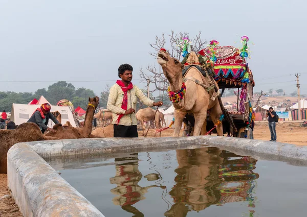 Camels Drink Water Owners Water Pond Desert Thar Pushkar Camel — Stock Photo, Image