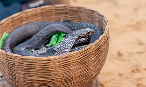 Indan Cobra Schlange Auf Der Kamelmesse Pushkar — Stockfoto