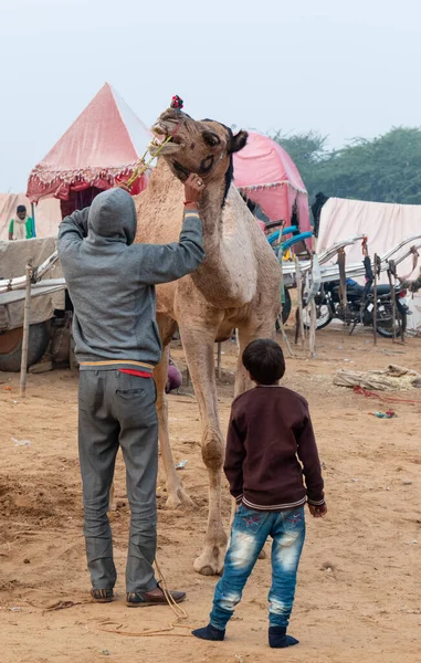 Pushkar Rajasthan India Novembre 2019 Ritratto Uomo Cammelli Rajastahni Alla — Foto Stock