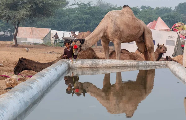 Les Chameaux Boivent Eau Avec Leurs Propriétaires Dans Étang Eau — Photo