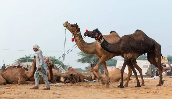 Uomini Cammelli Indiani Alla Fiera Dei Cammelli Pushkar Pushkar Mela — Foto Stock