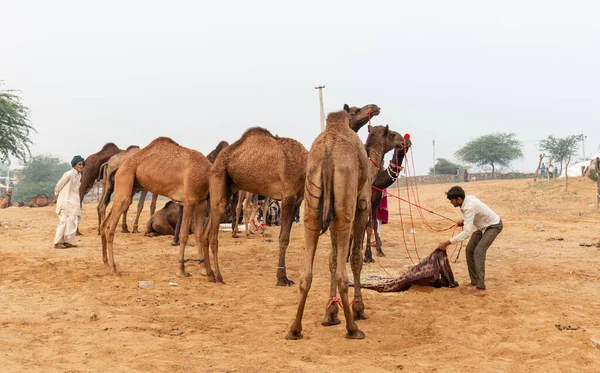 Indiase Mannen Kamelen Pushkar Kamelenbeurs Pushkar Mela Rajasthan India — Stockfoto
