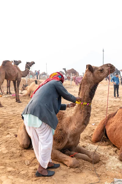 Hombres Camellos Indios Feria Camellos Pushkar Pushkar Mela Rajastán India — Foto de Stock