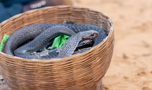 Indan Cobra Schlange Auf Der Kamelmesse Pushkar — Stockfoto