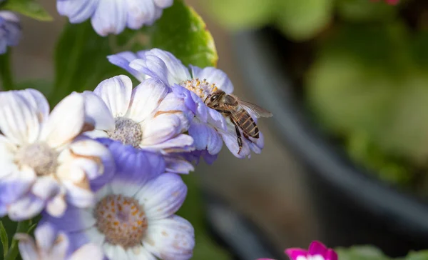 Frühlingsstrauß Sommer Bunte Blumen Mit Sonnenlicht Garten Mit Honigbiene — Stockfoto