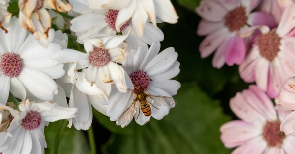 春の花束ミツバチと庭で太陽の光と夏のカラフルな花 — ストック写真