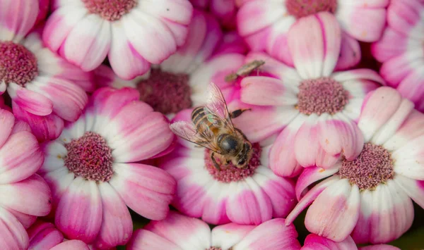 春の花束ミツバチと庭で太陽の光と夏のカラフルな花 — ストック写真