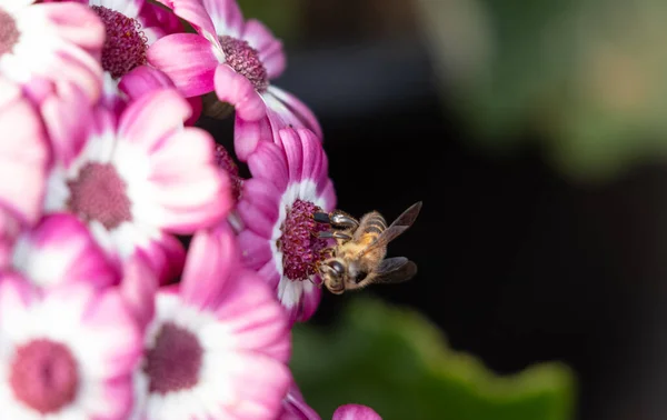 Frühlingsstrauß Sommer Bunte Blumen Mit Sonnenlicht Garten Mit Honigbiene — Stockfoto