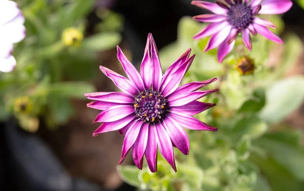 Frühlingsstrauß Sommer Bunte Blumen Mit Sonnenlicht Garten Mit Honigbiene — Stockfoto