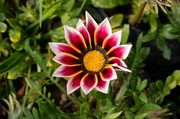 Buquê Flores Coloridas Verão Primavera Com Luz Solar Jardim Com — Fotografia de Stock