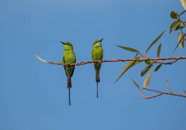 Yeşil Arı Yiyen Kuş Ağaç Dalına tünemiş Gagasında Böcekle