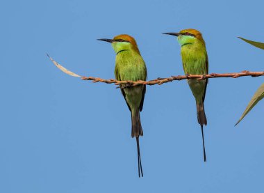 Yeşil Arı Yiyen Kuş Ağaç Dalına tünemiş Gagasında Böcekle