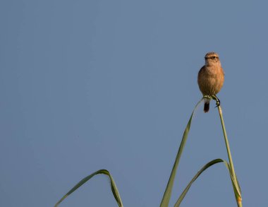 Kül rengi Prinia Kuşu Ağaca tünemiş
