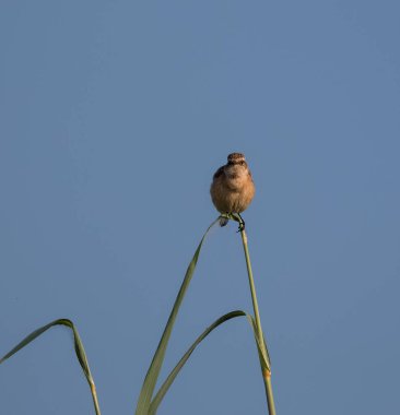 Kül rengi Prinia Kuşu Ağaca tünemiş