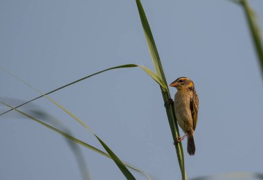 Ağaca tünemiş Baya Weaver Kuşu