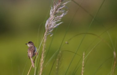 Kül rengi Prinia Kuşu Ağaca tünemiş