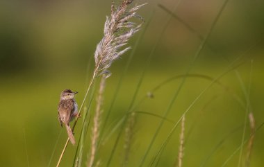 Kül rengi Prinia Kuşu Ağaca tünemiş
