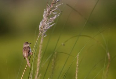 Kül rengi Prinia Kuşu Ağaca tünemiş