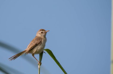 Kül rengi Prinia Kuşu Ağaca tünemiş