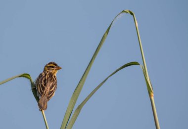 Ağaca tünemiş Baya Weaver Kuşu