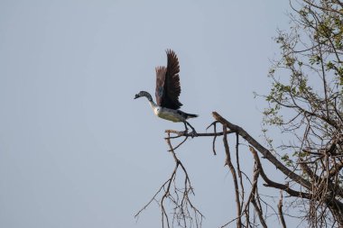 Taraklı Ördek ağaç dalından kalkıyor.