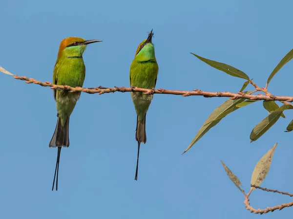 Ape Verde Mangiatore Uccelli Appollaiati Sul Ramo Dell Albero Con — Foto Stock