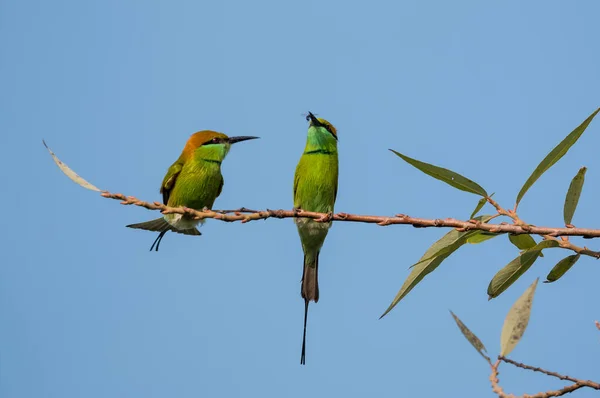 Ape Verde Mangiatore Uccelli Appollaiati Sul Ramo Dell Albero Con — Foto Stock