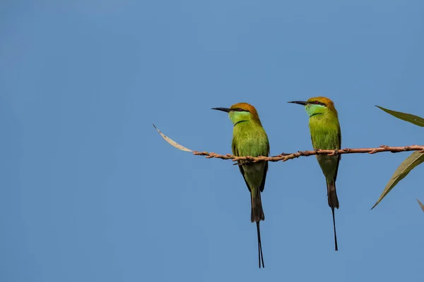 Ape Verde Mangiatore Uccelli Appollaiati Sul Ramo Dell Albero Con — Foto Stock