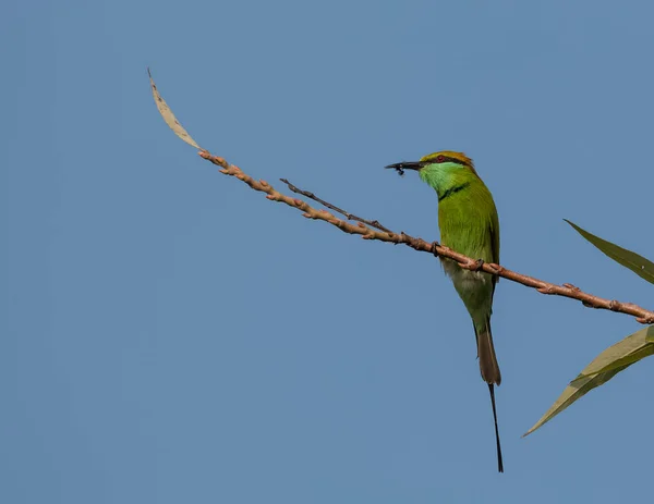 Mangeur Abeille Verte Perchoir Oiseau Sur Branche Arbre Avec Insecte — Photo